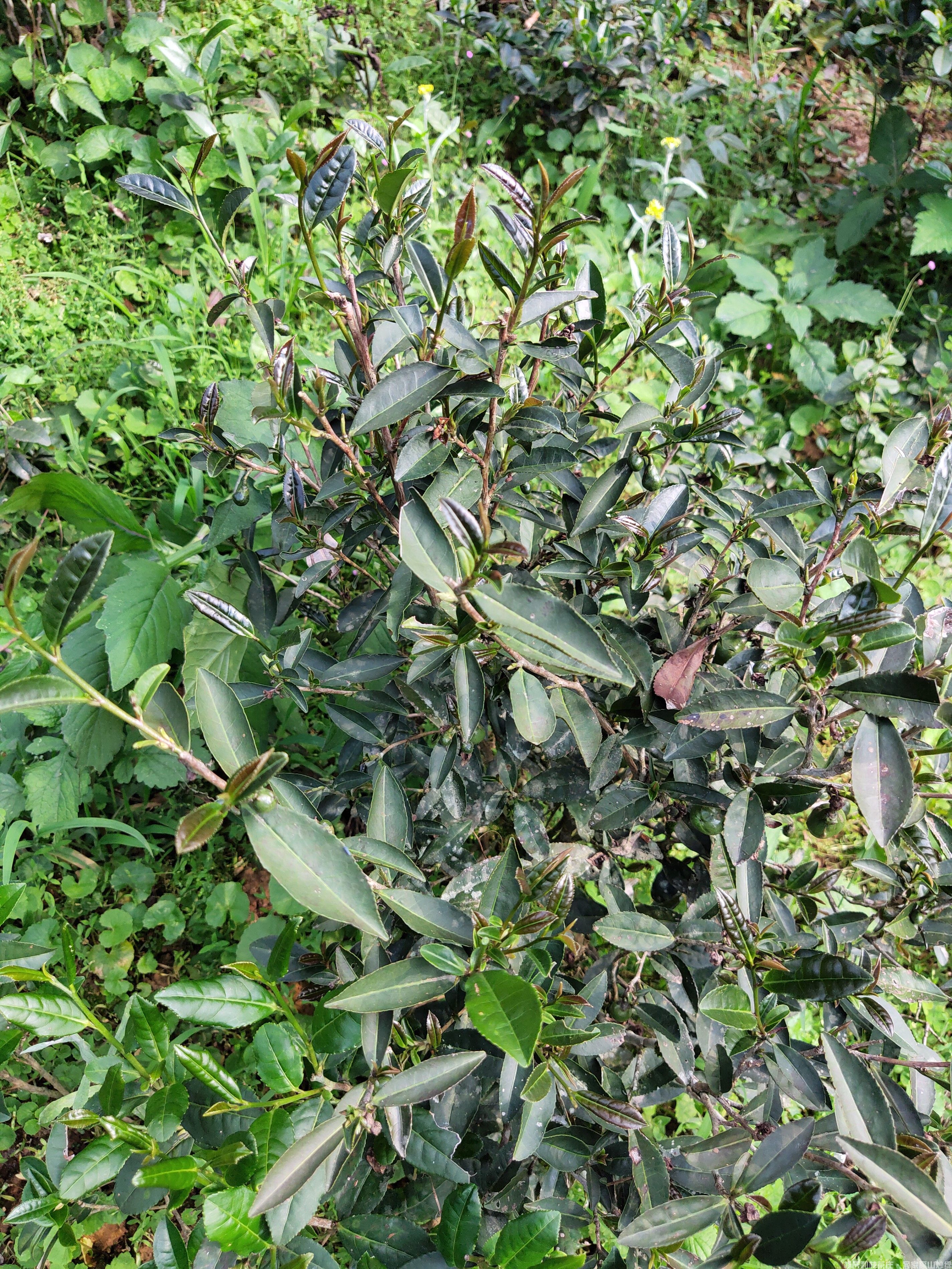 古树茶园中稀有的红芽|紫芽茶种