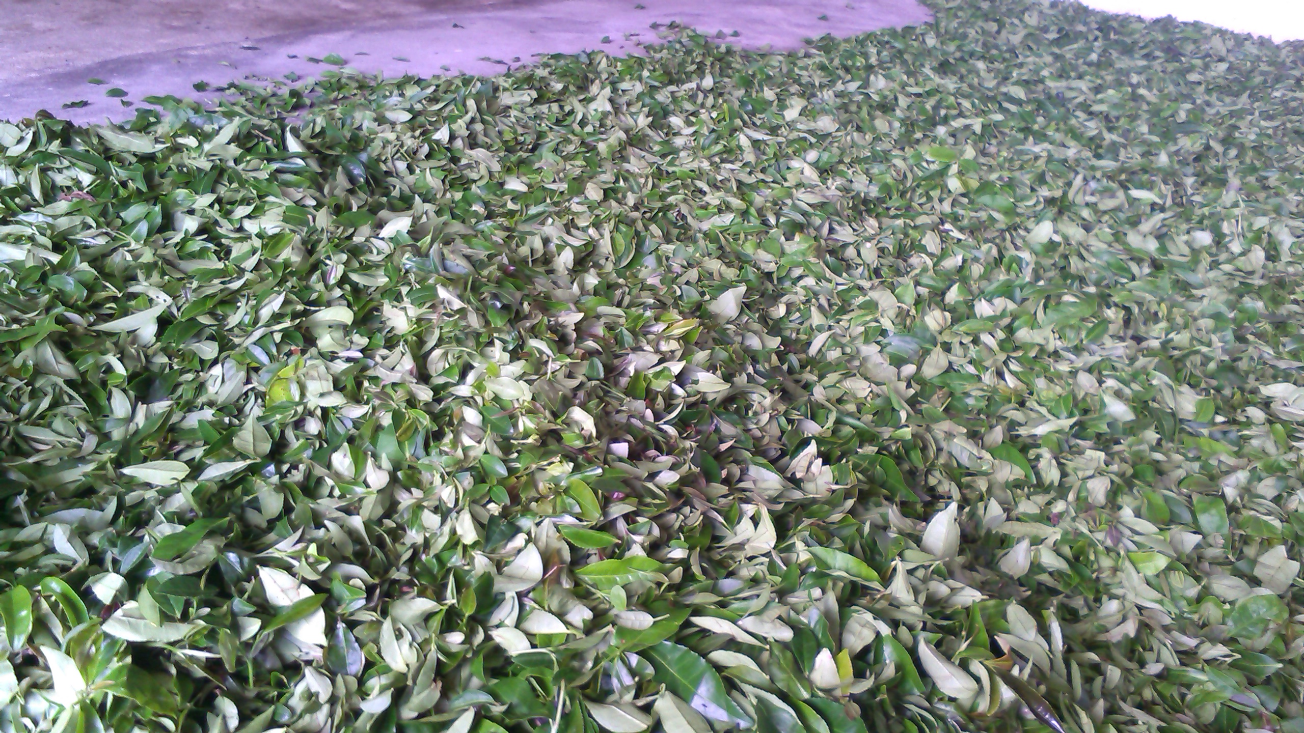 茶叶生产加工中心一角